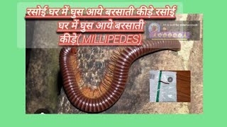 Millipedes in home all is well entertainment 😜alliswell2714 videos [upl. by Novelc]