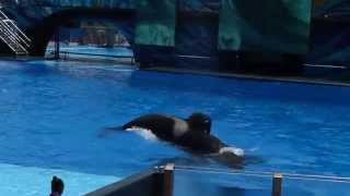 Tilikum at SeaWorld June 2014 End of show for the big splash HD [upl. by Darrin]