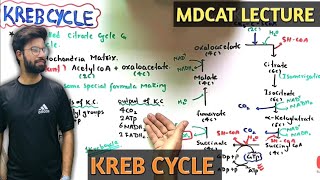 krebs cycle  Citric Acid cycle  NMDCAT 2021 [upl. by Ateiram]