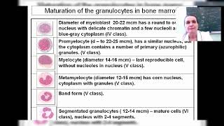 Maturation of granulocytes [upl. by Dranoc103]