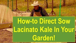 How to DirectSow Lacinato Kale in Your Garden [upl. by Nerine502]