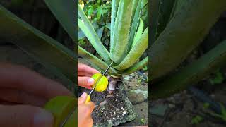 This is how I take care of my aloe vera plant every day shorts aloevera [upl. by Hussey]