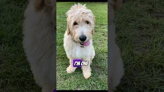 Maverick’s Funny Confession goldendoodle doglover cute [upl. by Elagibba]