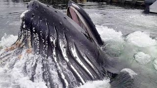 Humpback Whale Breaches Surface By Docks [upl. by Seaden]