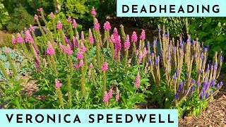 How to Deadhead Veronica Speedwell for More Flowers [upl. by Acul670]