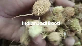 Bindaal Doda  Premium Quality  IndianJadiBooticom [upl. by Iana]