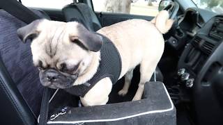 Pet Gear Booster Car Seat for Cats and Dogs Review [upl. by Prunella]