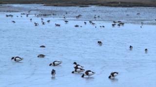 Vroege Vogels  Vogels op Schiermonnikoog [upl. by Gannes]