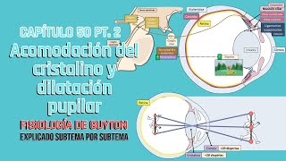 CAP 50 25 Acomodación del cristalino y dilatación pupilar l Fisiología de Guyton [upl. by Meli]