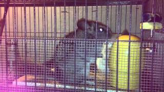 Chinchillas real fight [upl. by Asenej478]