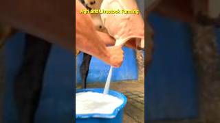 Cow Milking By Hand  Girlando Cow Milking  Cow Farming in Pakistan [upl. by Anigar]