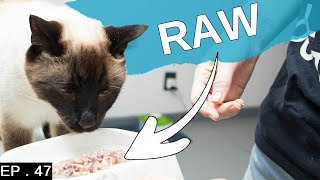 How to start your Siamese Cat on raw food [upl. by Perrie]