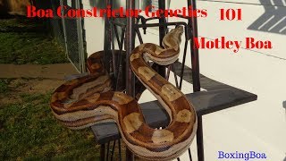 Boa Constrictor Genetics Motley Boa Constrictors Beginners Guide snake genetics 101 [upl. by Higgs]