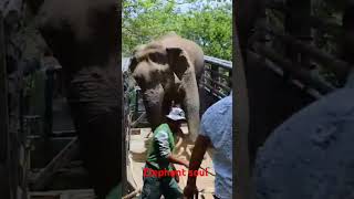 angry elephant attack shorts short shortsvideo [upl. by Hebert]