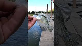 CRAPPIE DOCK DINKS trending crappie shortvideo shorts viralshort fishing [upl. by Luby348]