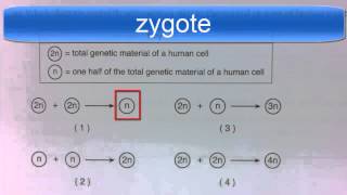 Diploid and Haploid Regents Question [upl. by Melanie356]