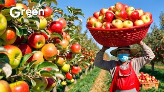 Apple Farming  Apple Harvesting amp Apple Juice Prosessed in Factory 🍎  Agriculture Technology [upl. by Kcirdnekel]