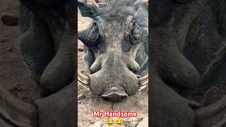 Mr Celebrity So much Handsome 😝😝😝 warthog funny memes [upl. by Lorolla]