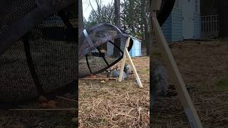 squirrel trap homemade [upl. by Alroy]