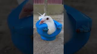 Kabootar Treatment 🧄 pigeon kabootar kalapati [upl. by Anyr]