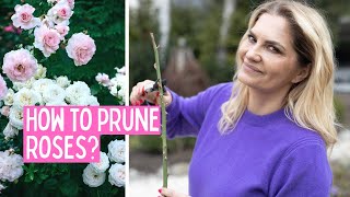 8 RULES I follow when I prune roses This gives me a LOT of flowers and healthy plants [upl. by Proud]