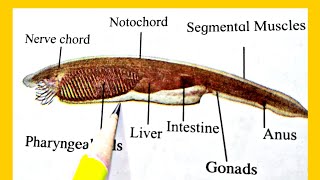 How to draw Amphioxus lancelet labelled diagram  phylum chordata subphylum Cephalochordata [upl. by Ykcor]