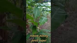 pisang jarak tanam rapat short [upl. by Earleen]