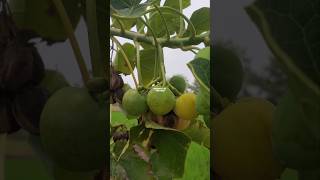 Jatropha curcas ‼️ JARAK PAGAR jarak jarakpagar Jatrophacurcas [upl. by Aratas90]