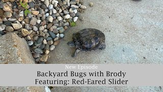 RedEared Slider [upl. by Veda]