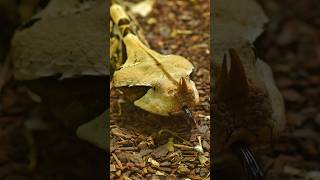 Gaboon Viper is So fast and Venomous snake 😱 [upl. by Briscoe]