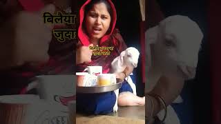 बिलैया झूठा ही ना रहती तोऔर अच्छा लगा 😺😺💯🐱🐈🐈🍼🥛🤣🤣 bhojpuri comedy funny fun comedyfilms [upl. by Gregg972]