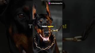 The Astonishing Truth About Dobermans doberman goldenpup yourpet pets yourdog animals [upl. by Tate]