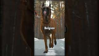 German Shepherd VS Belgian Malinois 🤔 shorts [upl. by Valery242]