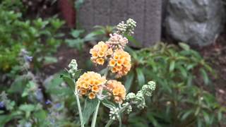 BUDDLEJA SUNGOLD  Schmetterlings Flieder Gelb MAH08832 [upl. by Ztnahc]