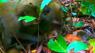 OMG Monkey Jane with her family tries to bite poor monkey Chery [upl. by Neelyaj]