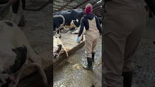 Pretty Girls 👧 vs Milking Cows 🐮 howto work On Dairy Farm amazing job cow farming girl usa [upl. by Saberio]