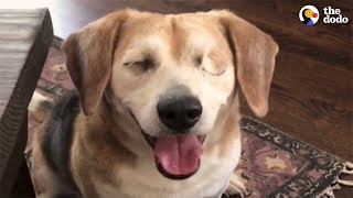 Rescued Blind Beagle Loves Life With New Family  The Dodo [upl. by Nnasor]