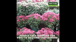 🪻Purple Fall Flowers for Pretty Autumn Containers🪻 [upl. by Nalda]