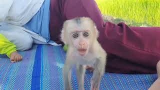 Adorable Infant Primate A Captivating Baby Monkey  Mean Mean Ep2 [upl. by Darian]