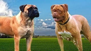 Bullmastiff vs Dogue de Bordeaux Highlights [upl. by Mccandless232]