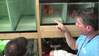 How to Breed Discus Fish  Wetpets amp Friends  Video by AmericanReef [upl. by Coral]