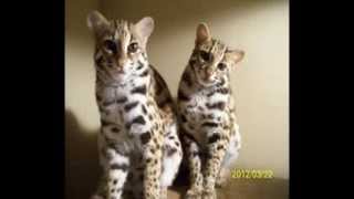 Raising Asian Leopard Cats ALCs [upl. by Orgalim]