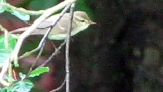 Greenish Warbler singing in Lancashire [upl. by Leile]