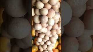 Dimocarpus LONGAN nama latin dari buah LENGKENG [upl. by Amocat]