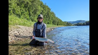 NORWAY SALMON FISHING RIVER GAULA JUNE 2024 [upl. by Atlante]