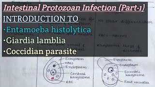 Intestinal Protozoan Infection Part1  Introduction to E histolytica Glamblia Coccidian [upl. by Michale]