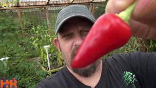 ⟹ Rosemary Pepper  capsicum annuum  Pod Review 2018 [upl. by Shaughn424]