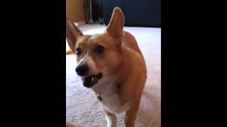 Corgi Barking [upl. by Pich]