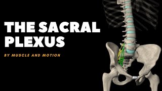 The Sacral Plexus and the Sciatic Nerve [upl. by Atinuahs8]