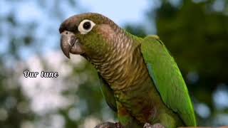 Green Conure Sounds Creates Happy mood [upl. by Ylrad]